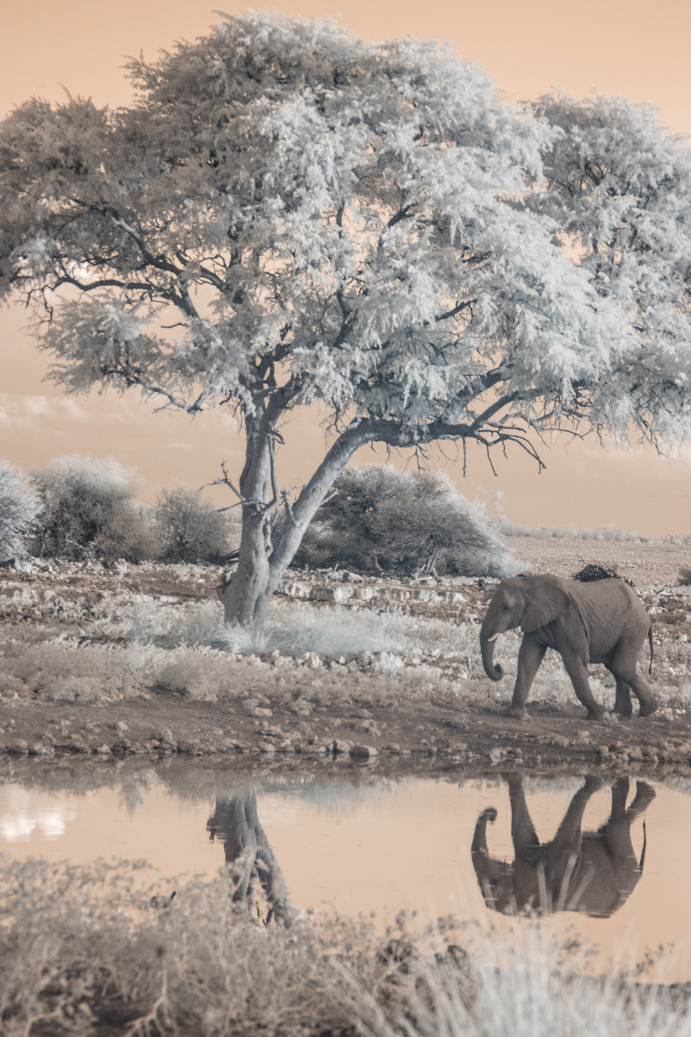  Elephant at Etosha National Park.&nbsp; 