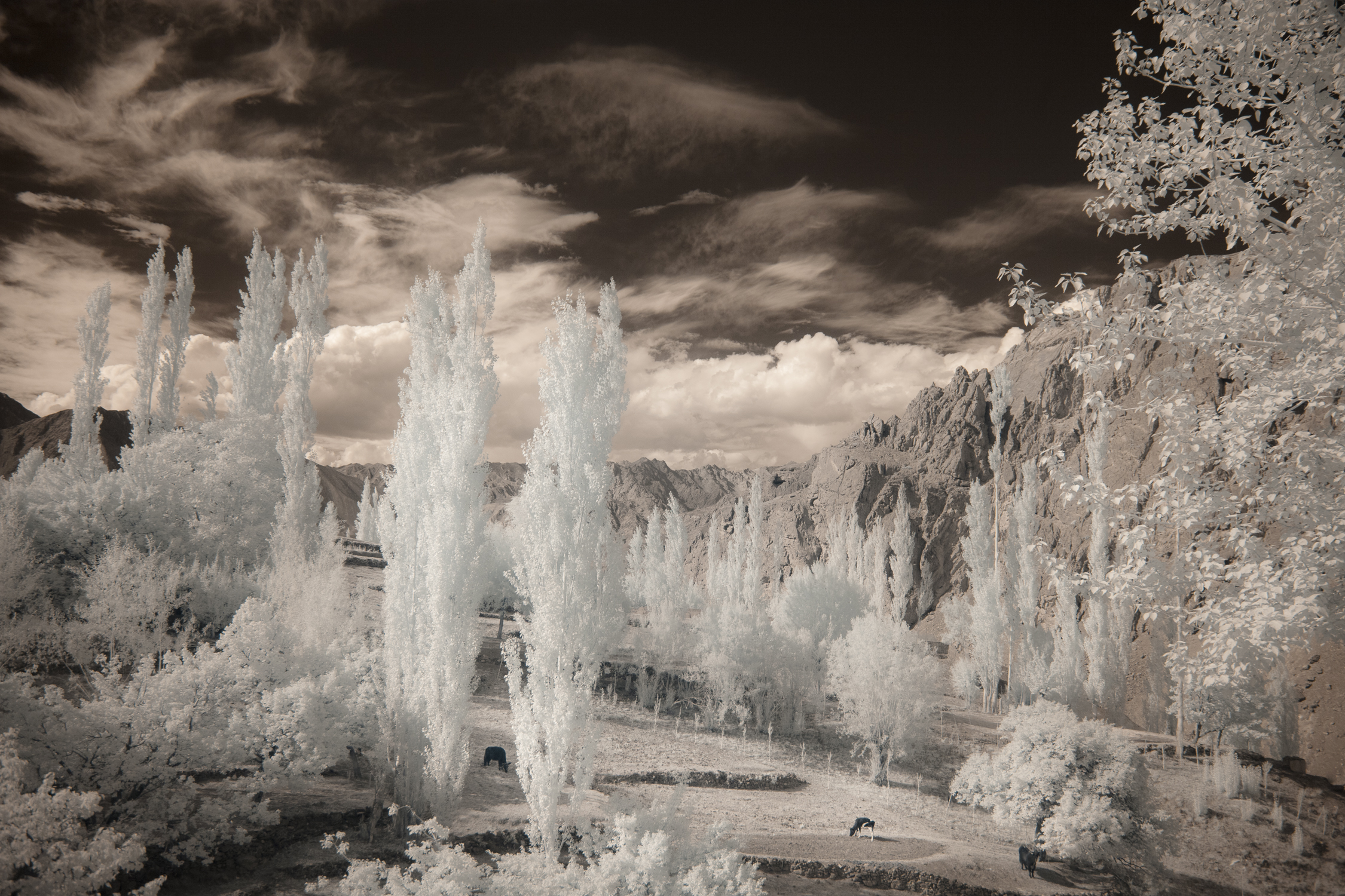 ladakh_red120906105.jpg