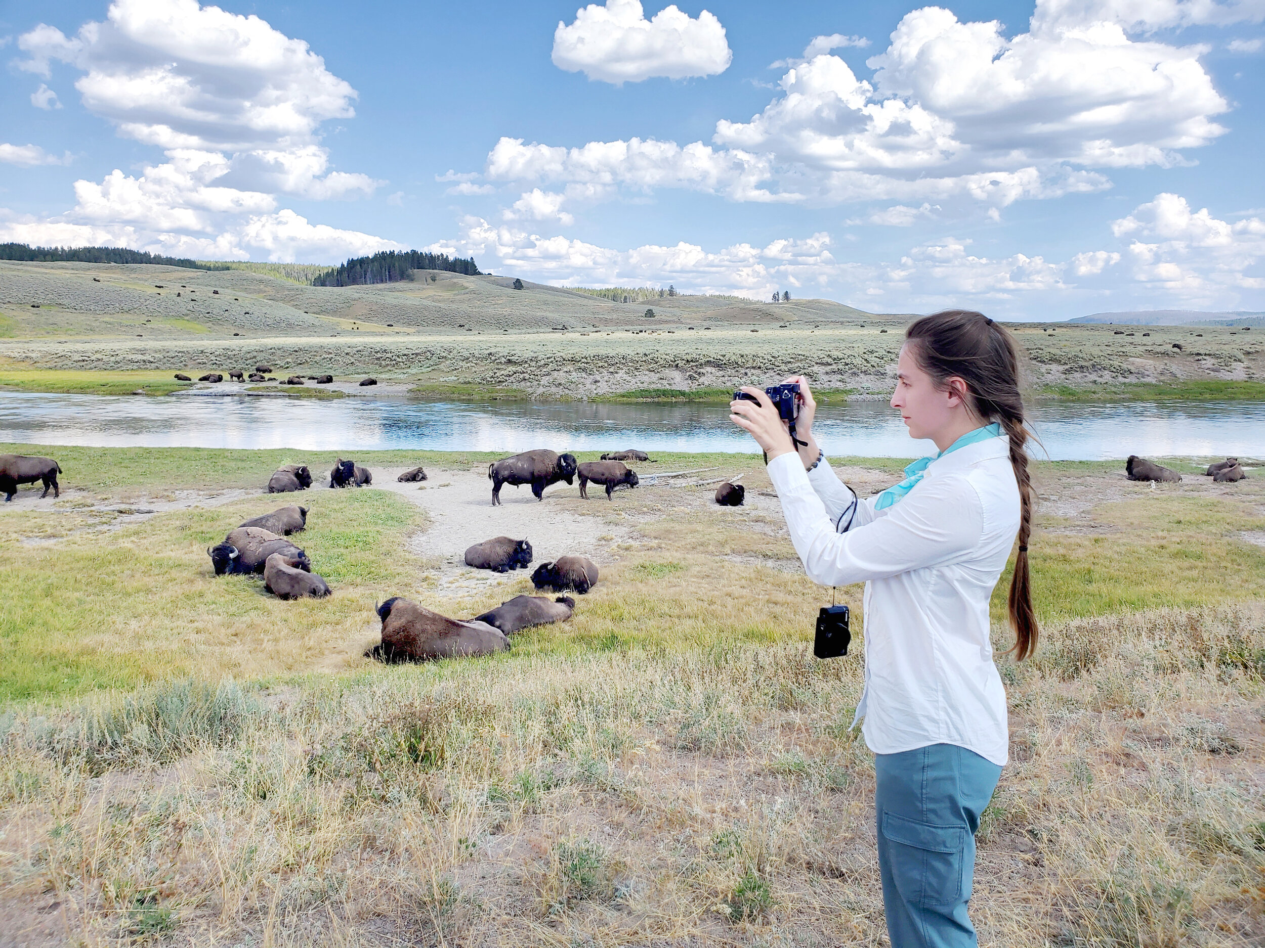 Bison in Yellowstone