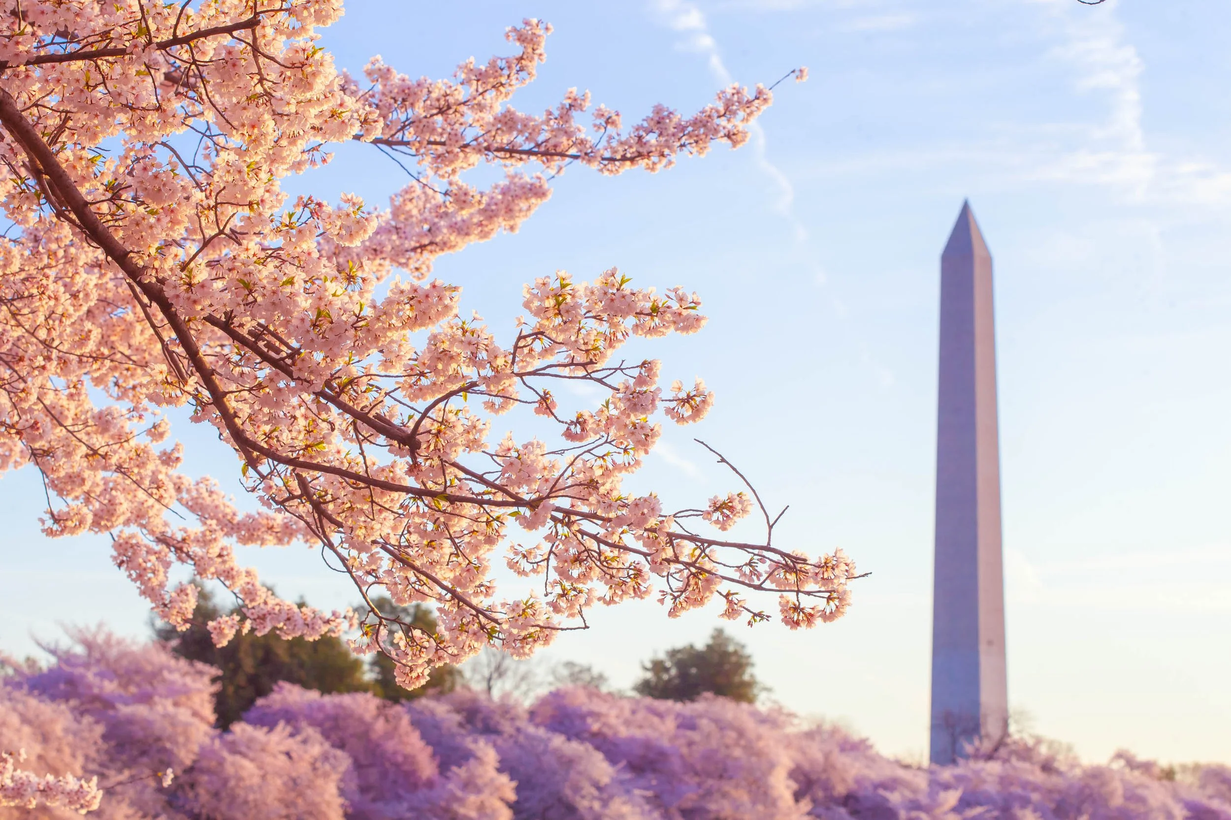 How to Prepare for your Cherry Blossom Portrait Session - Washington DC