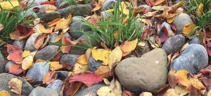 heart rock-sprouts.jpg
