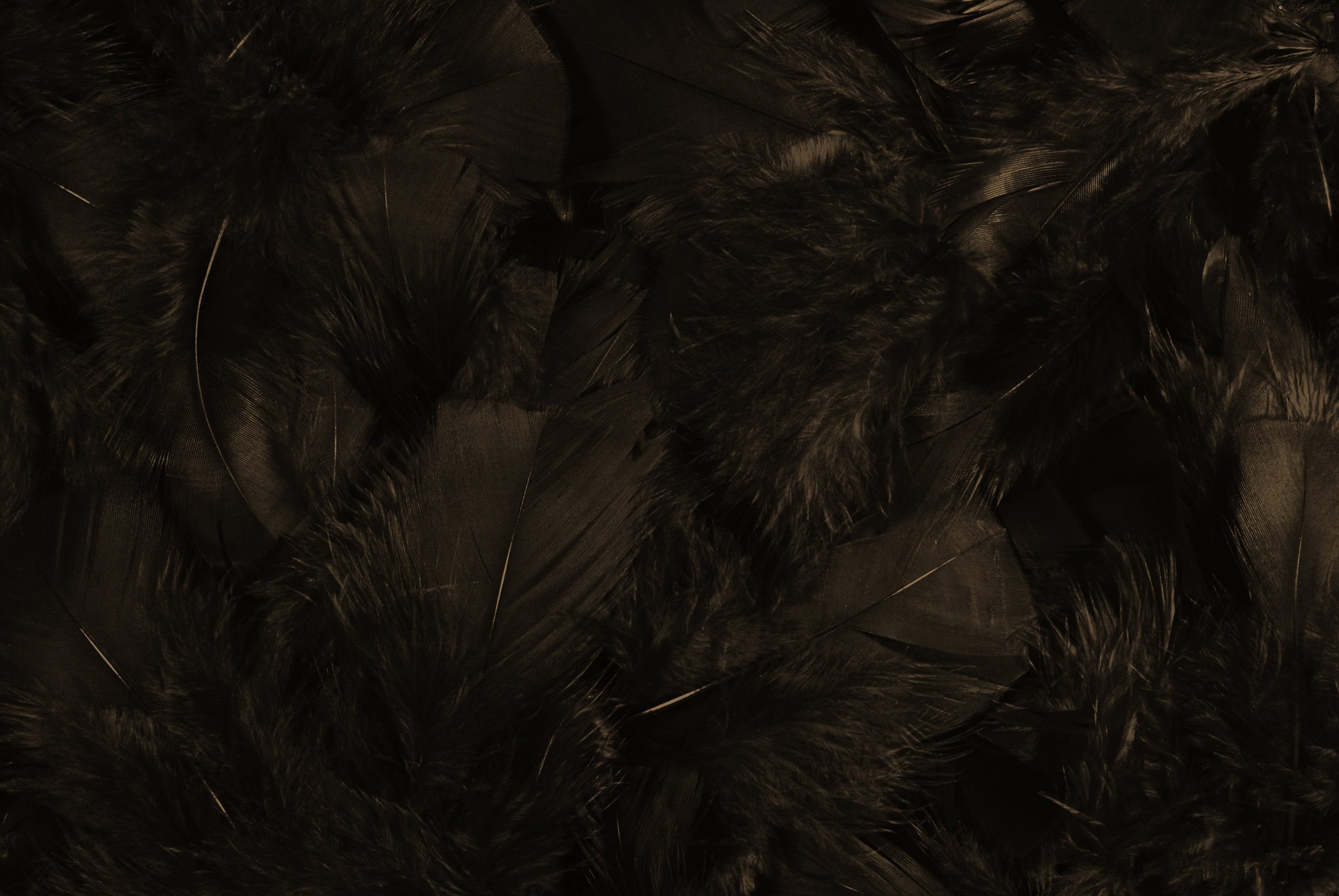 texture-feather.jpg