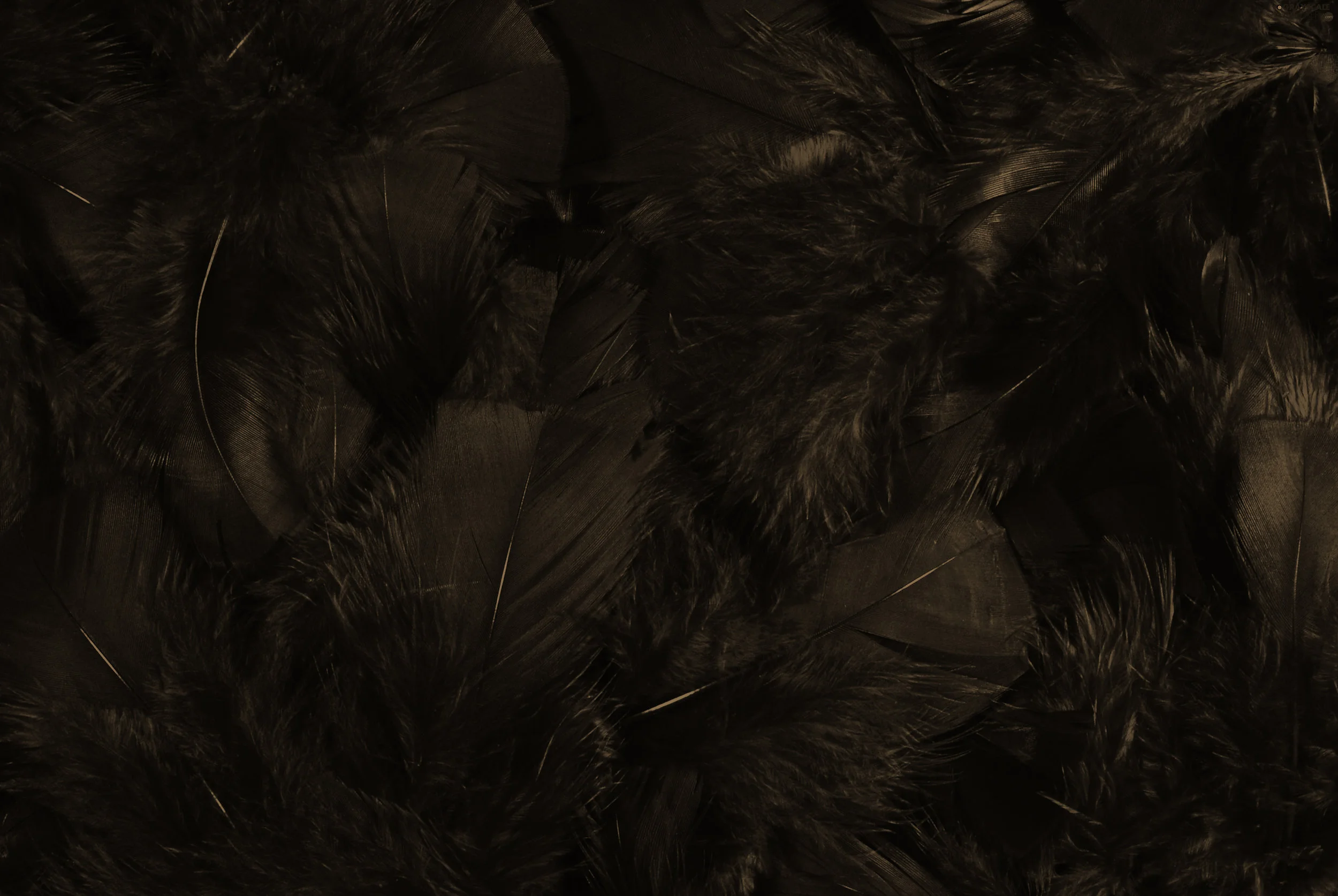texture-feather.jpg