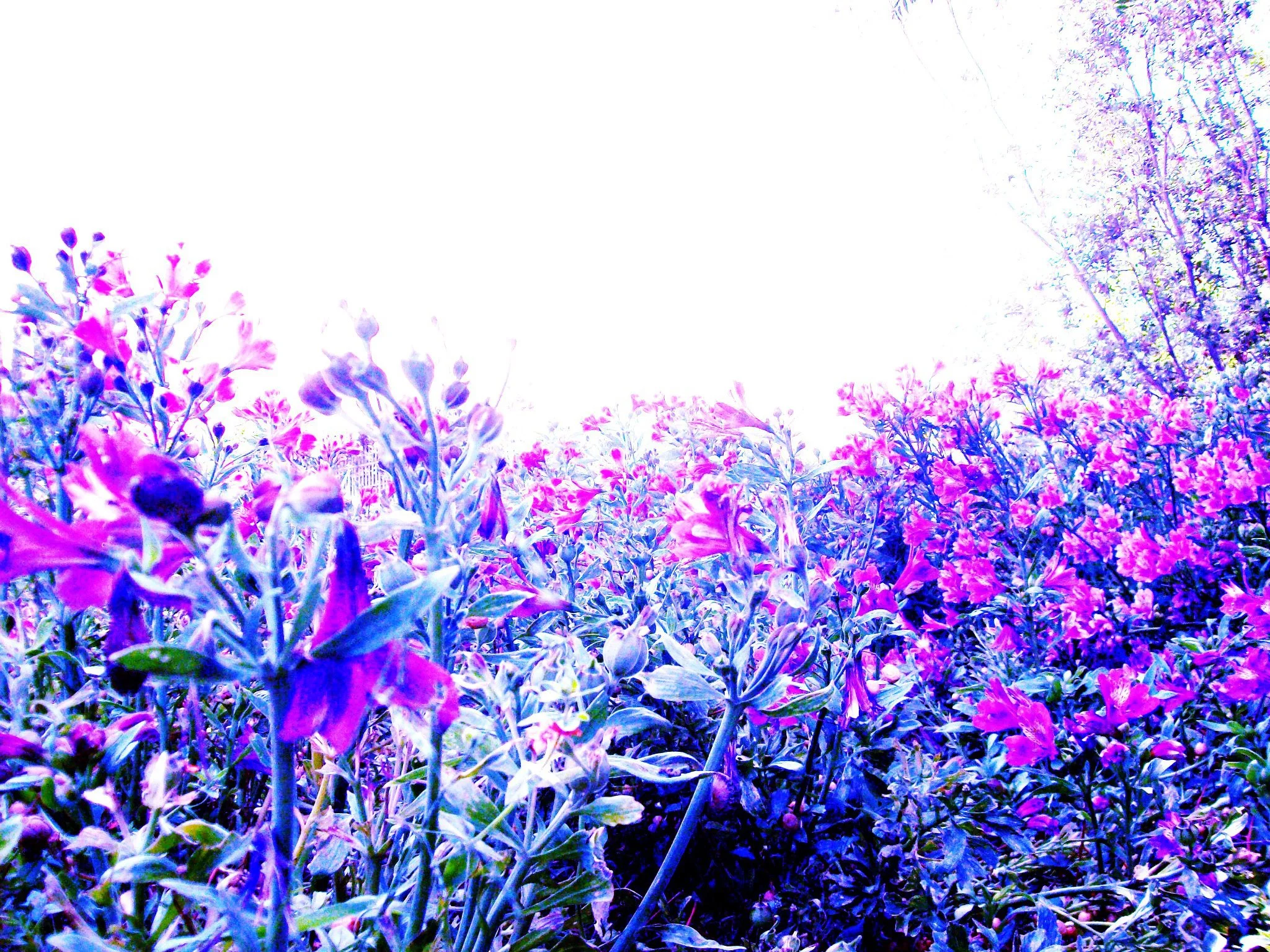 intheflowers.jpg