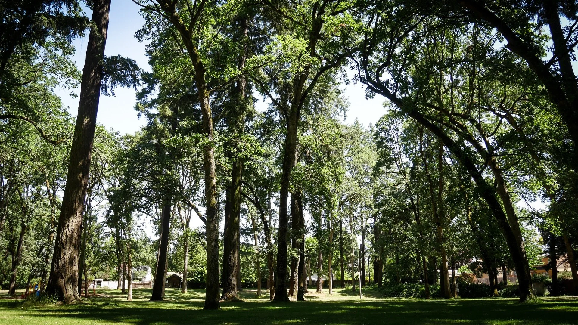 7th Annual Englewood Forest Festival (potential, application in review)