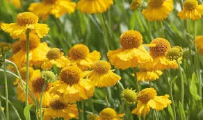 Mindfulness Based Stress Reduction Course Spring 2023