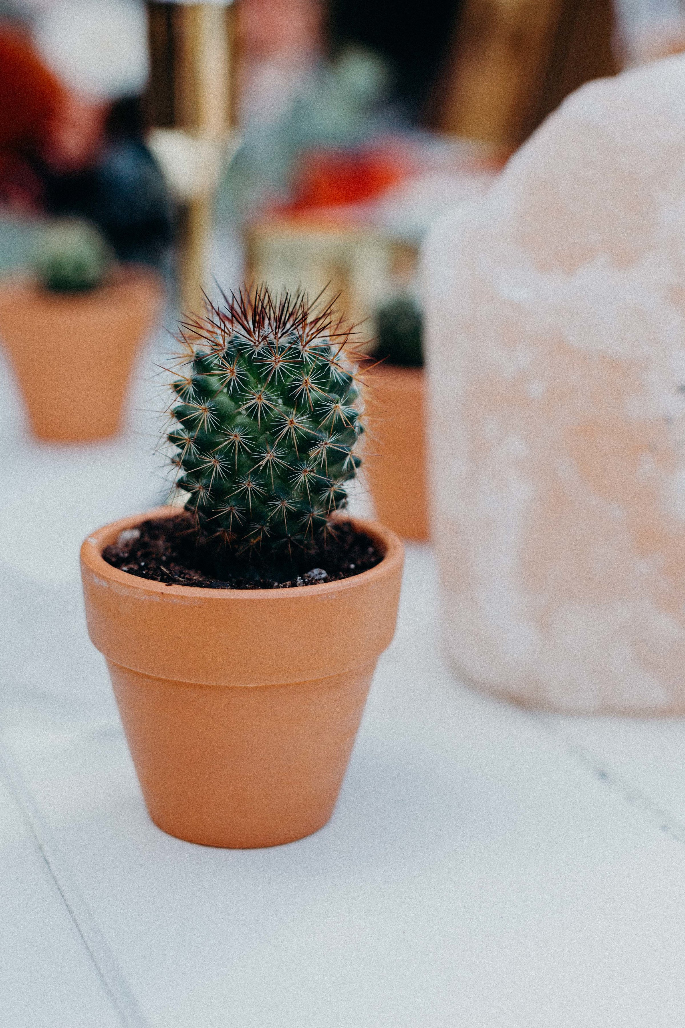 Cactiedit9-2.jpg