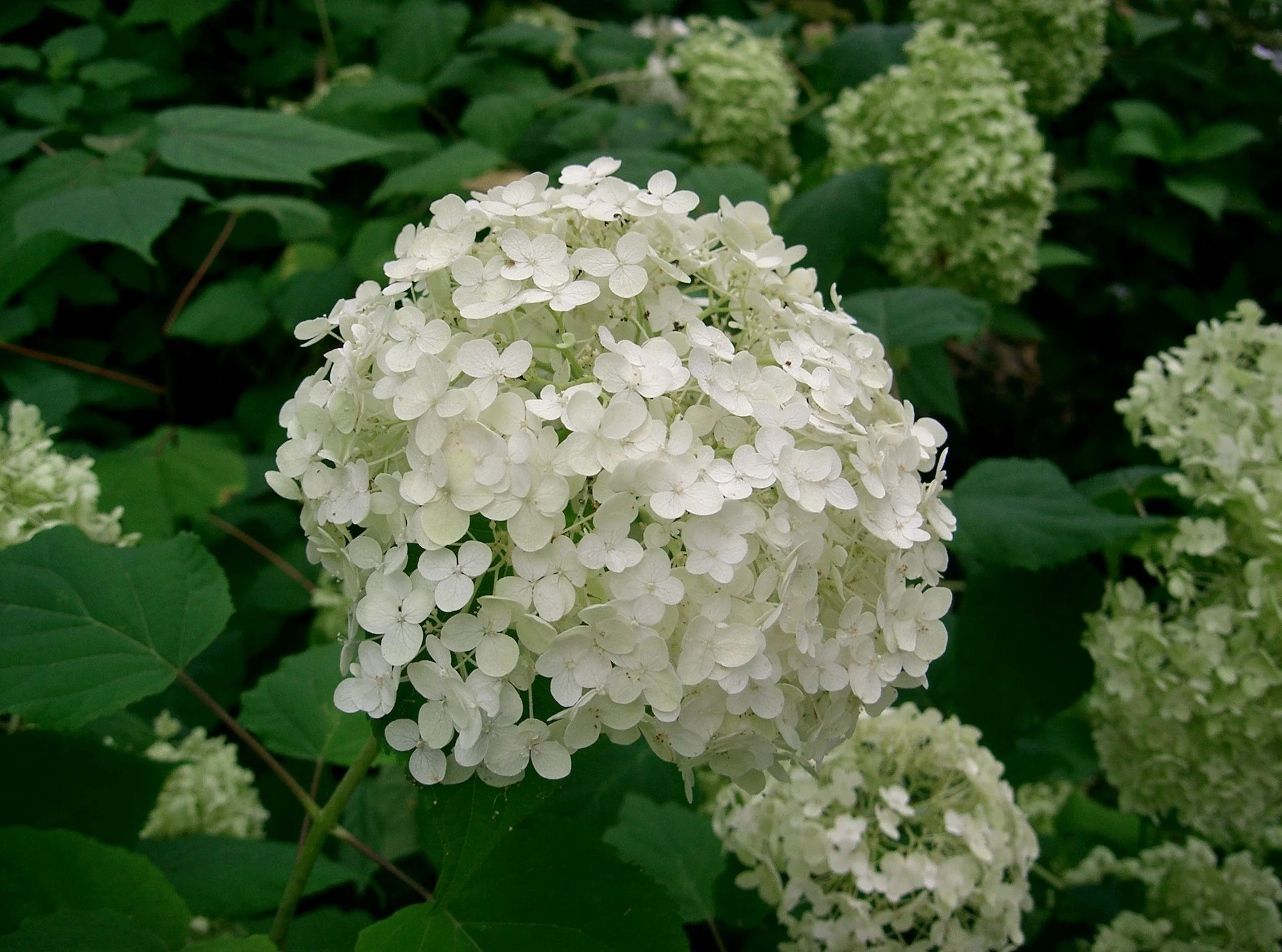 Hydrangea_arborescens_'annabelle'1.jpg