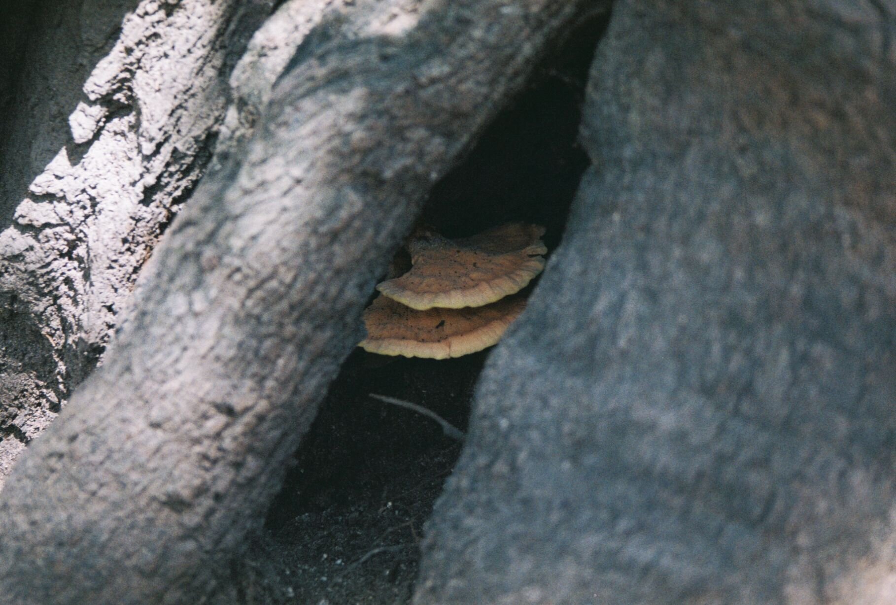   Laetiporus Sulphureus ~  Chicken of the Woods 