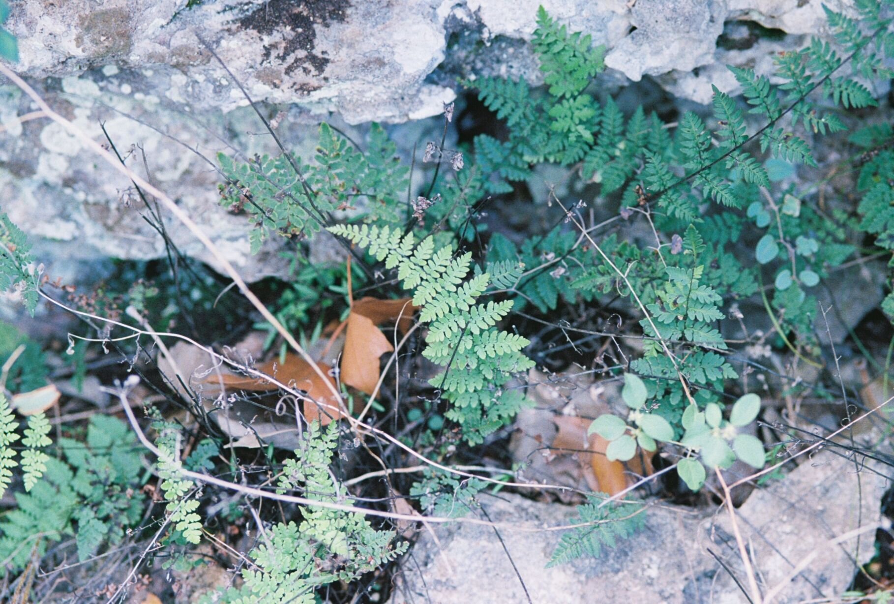   Myriopteris alabamensis ~  Alabama lipfern 