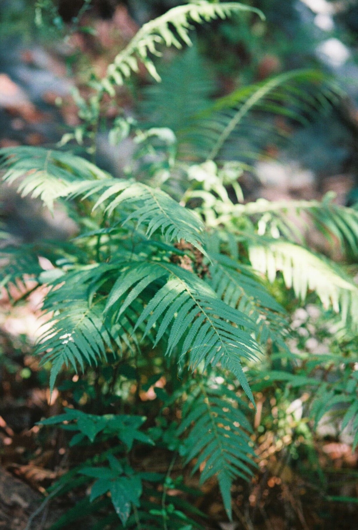   Thelypteris ovata lindheimeri ~  Lindheimer shield fern  
