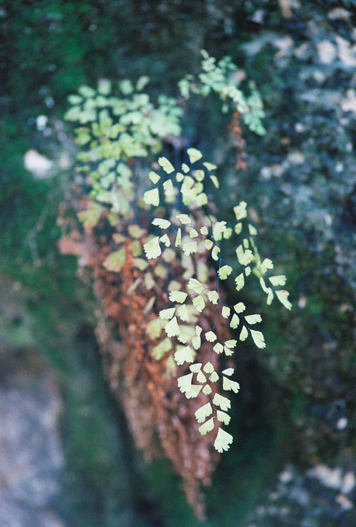   Adiantum capillus-veneris ~  Black maidenhair fern 