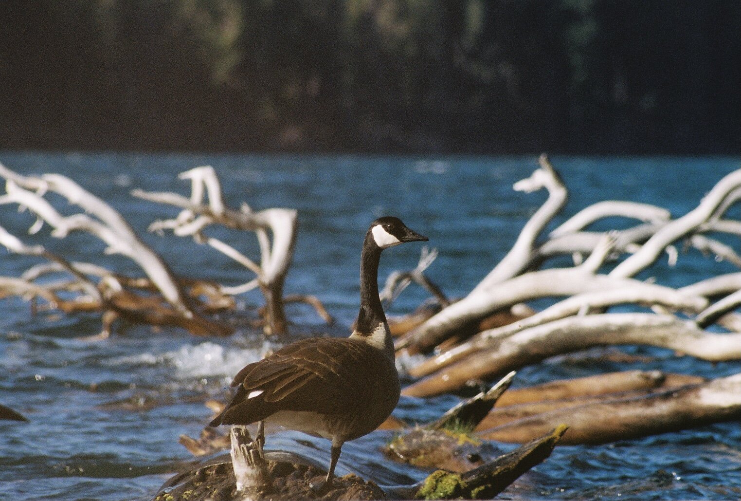  Canada Goose 