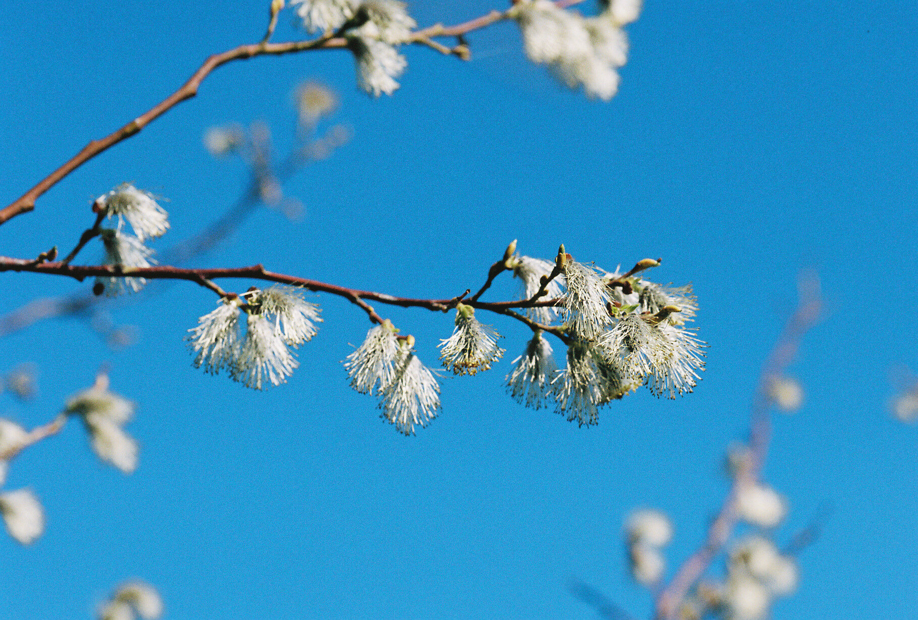  Salix caprea 