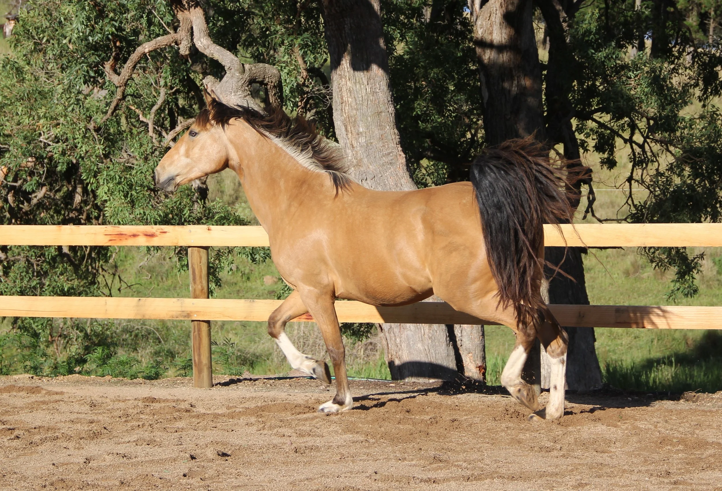 Lio trot new arena2.JPG