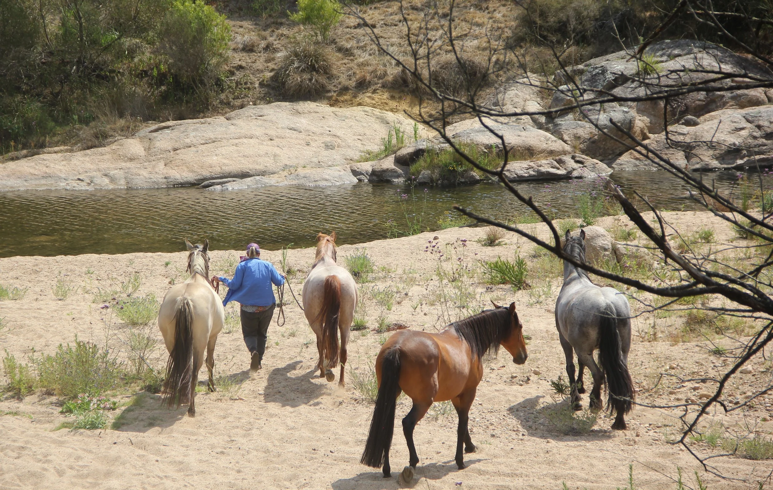me taking horses to river jan.JPG