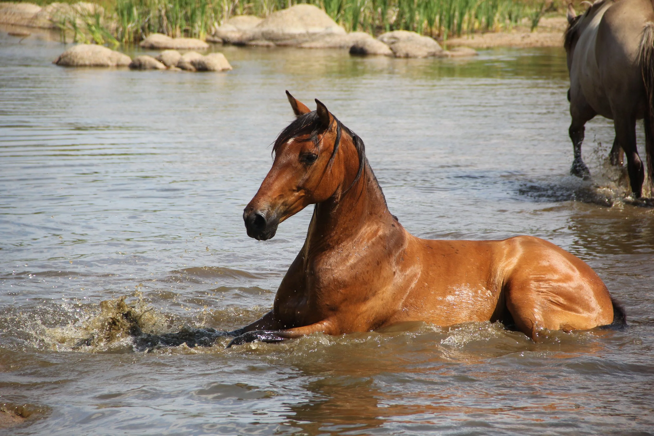 Pedro best pic river Jan.JPG
