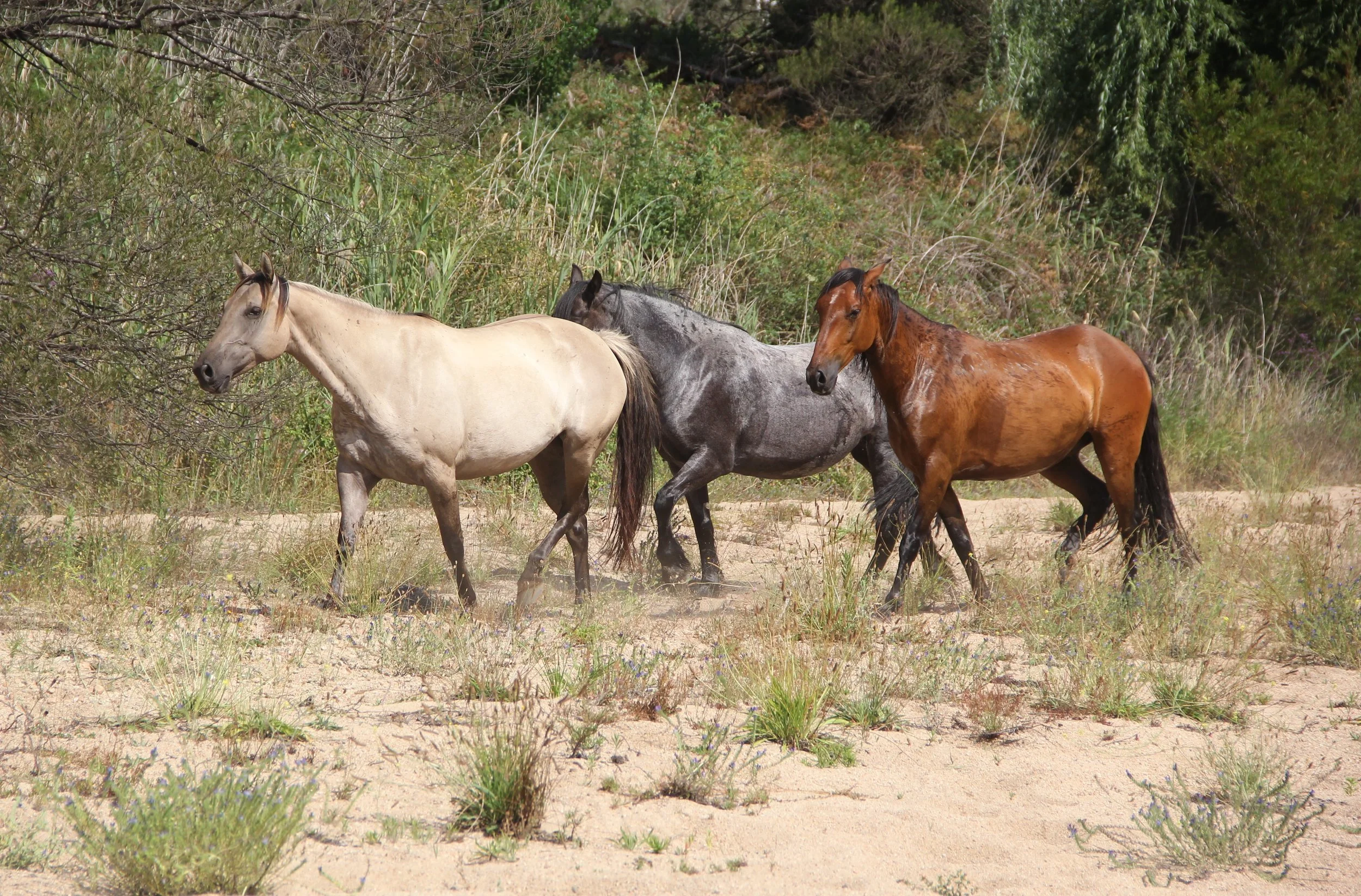 Adira bront ped river Jan.JPG