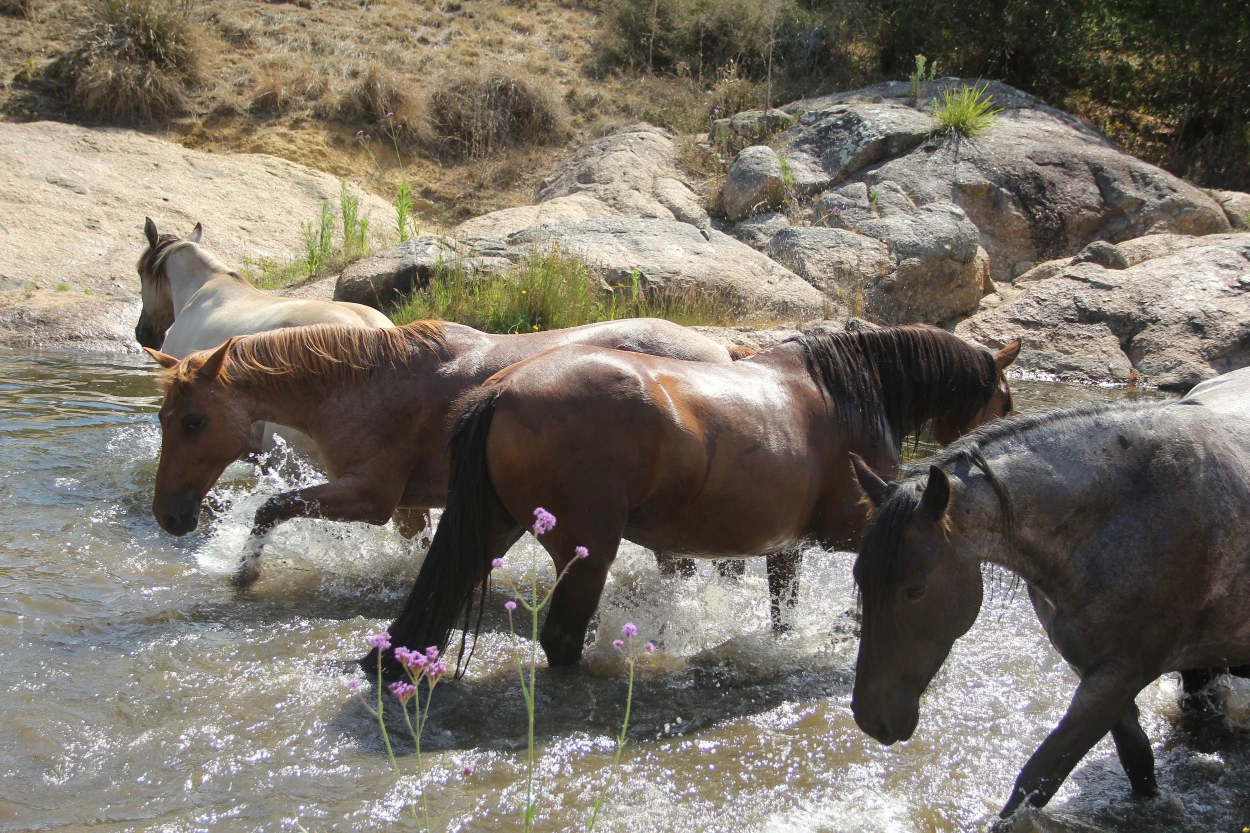 Horses in river arty Jan.JPG