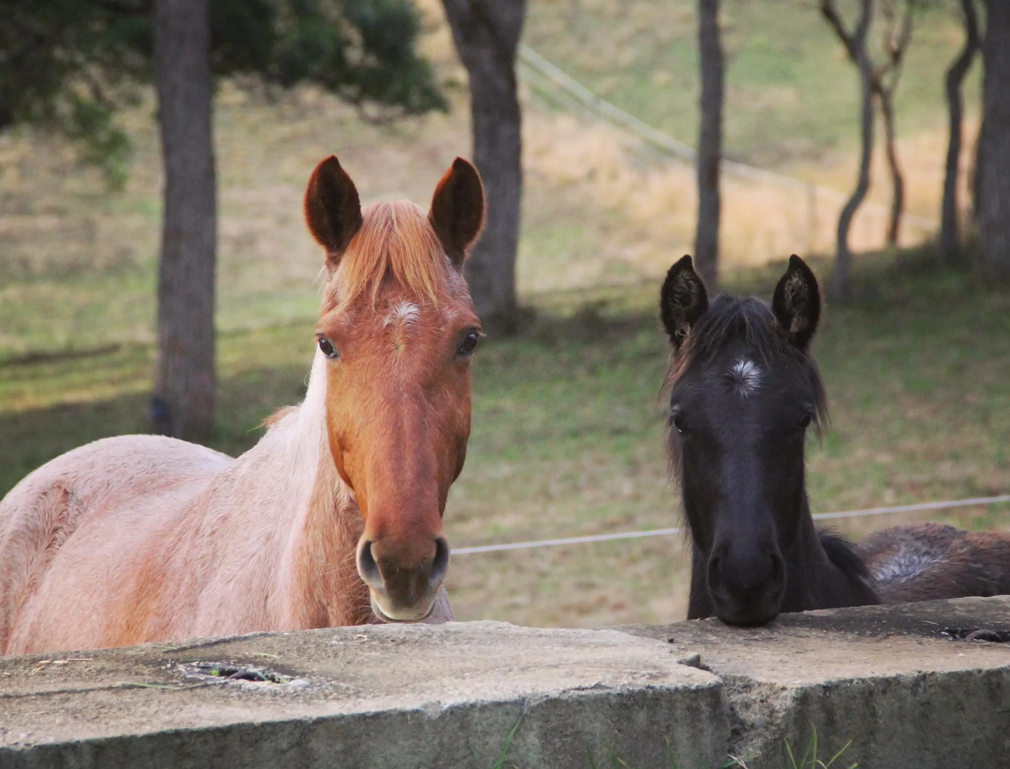 Inda glimmer WC website.jpg