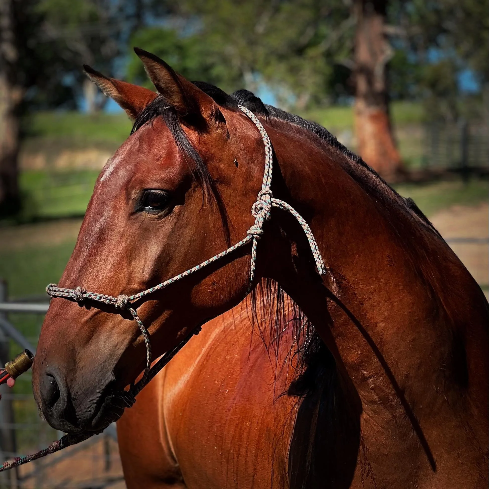 Pedro WC website.jpg