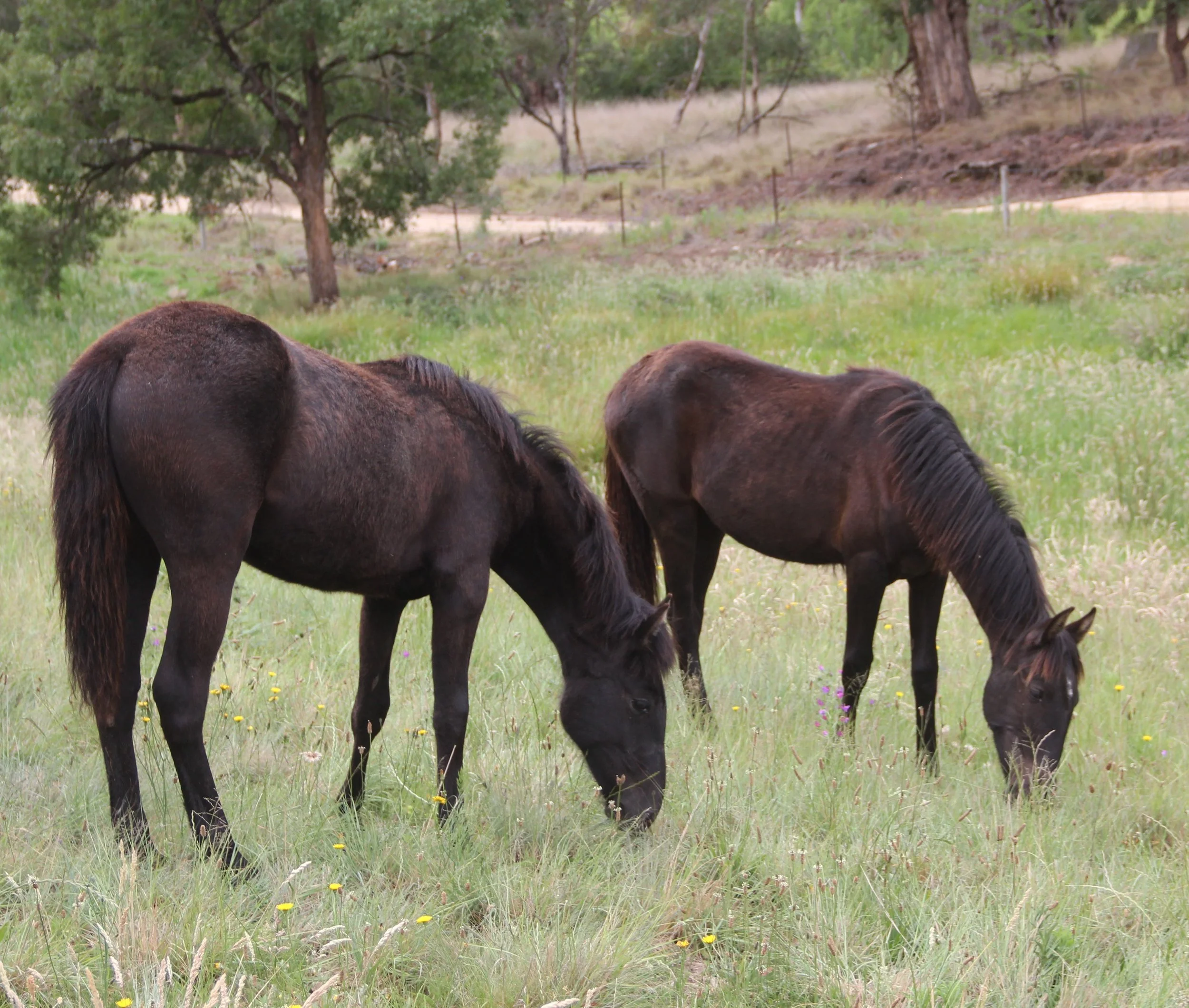 Juniper and Addy Nov new paddonck.JPG