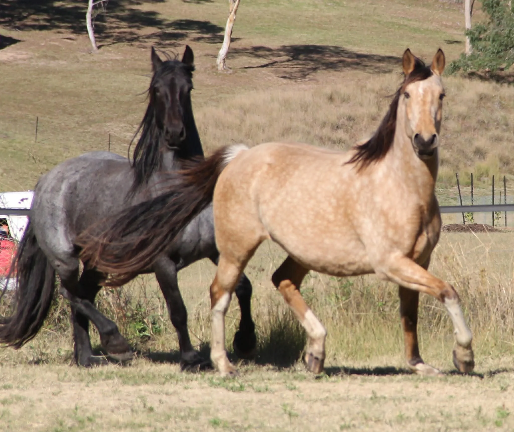 Bronte and LIo trot summer website.jpg