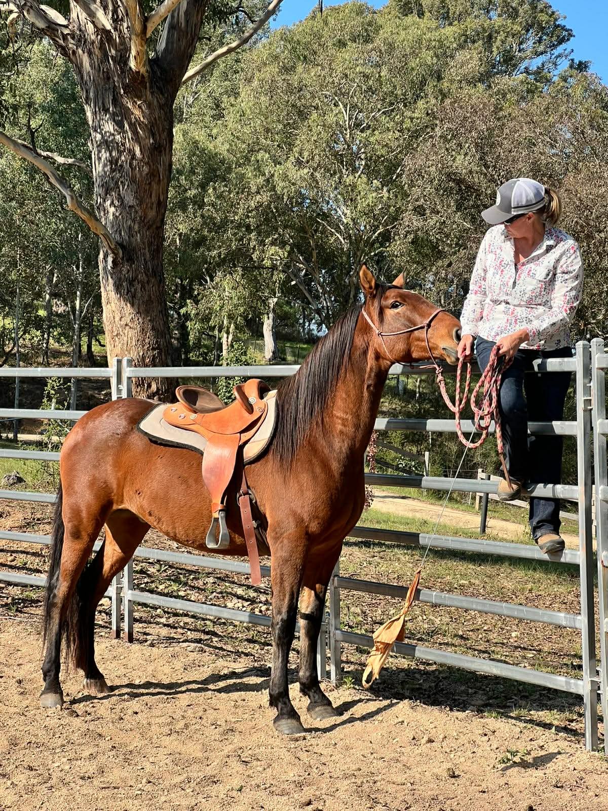 Horse Training/Young Horse Starting