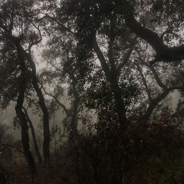 Rain Day Walk, near Sant Salvi, foothills of the Pyrenees, Catalonia (March 24, 2018). VII AGM. iPhone photo by @dannywilcoxfrazier #outinthesticks #catalonia @viiphoto