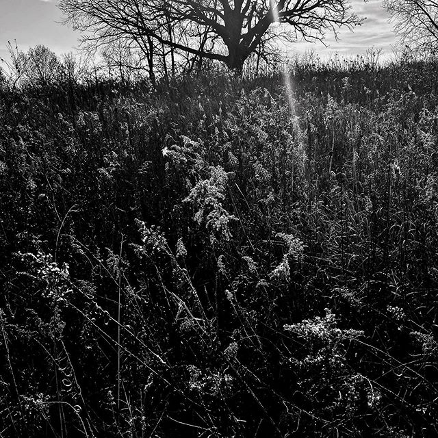 English River Wildlife Area, near Wellman, Iowa, 2019. Photo by @dannywilcoxfrazier #outinthesticks @viiphoto #lostnationusa #iowa