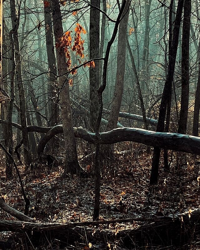 Redbird Farms Wildlife Area (with Forrest), 2019. Photo by @dannywilcoxfrazier #outinthesticks @viiphoto #lostnationusa