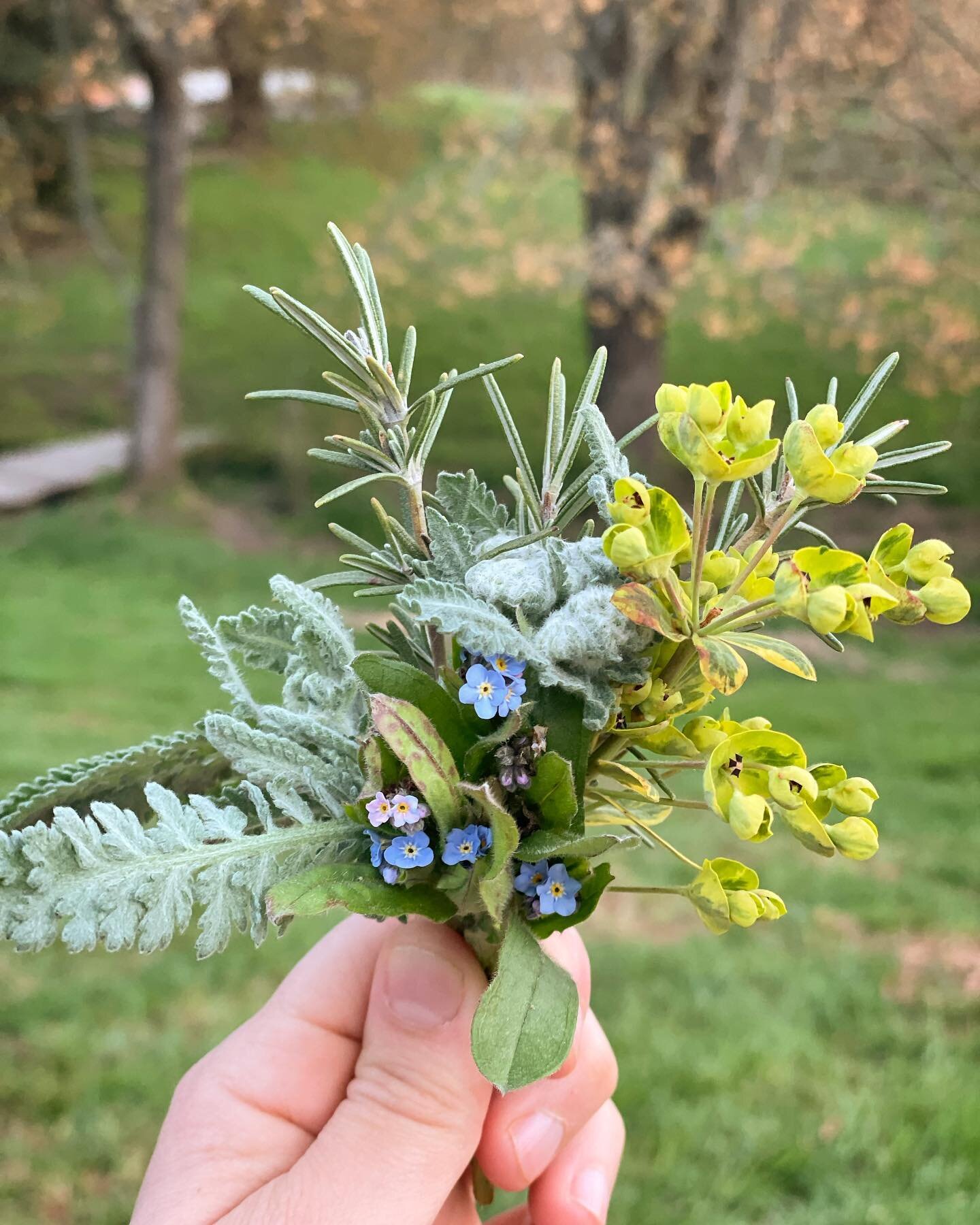 First lil bouquet of the season🤗. Happy Easter season #blooms #revival #therevivalsociety #garden #spring