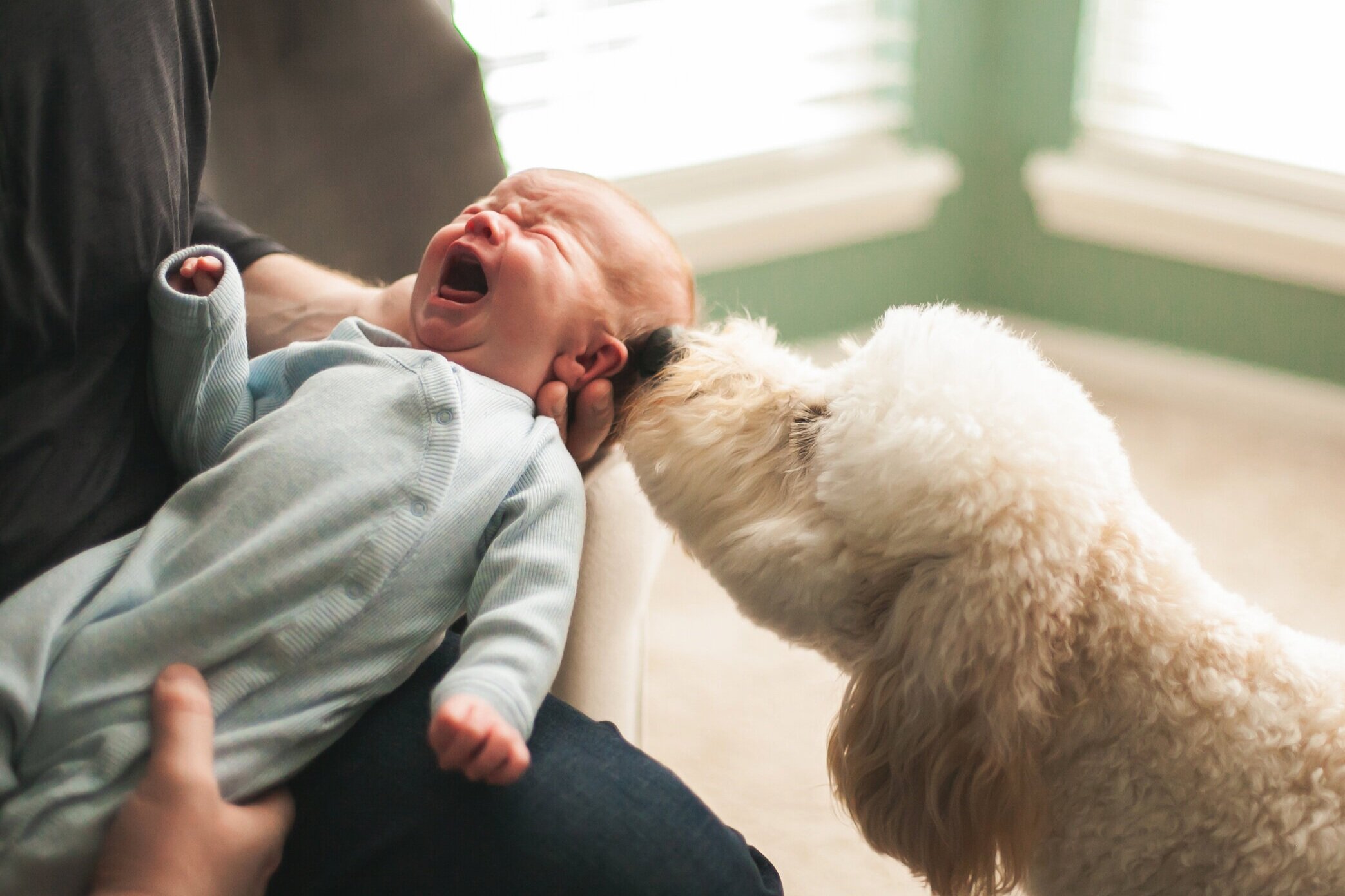 introducing-new-baby-to-pup-dog-crying-baby-new-normal-in-home-lifestyle-session-photographer-colleyville