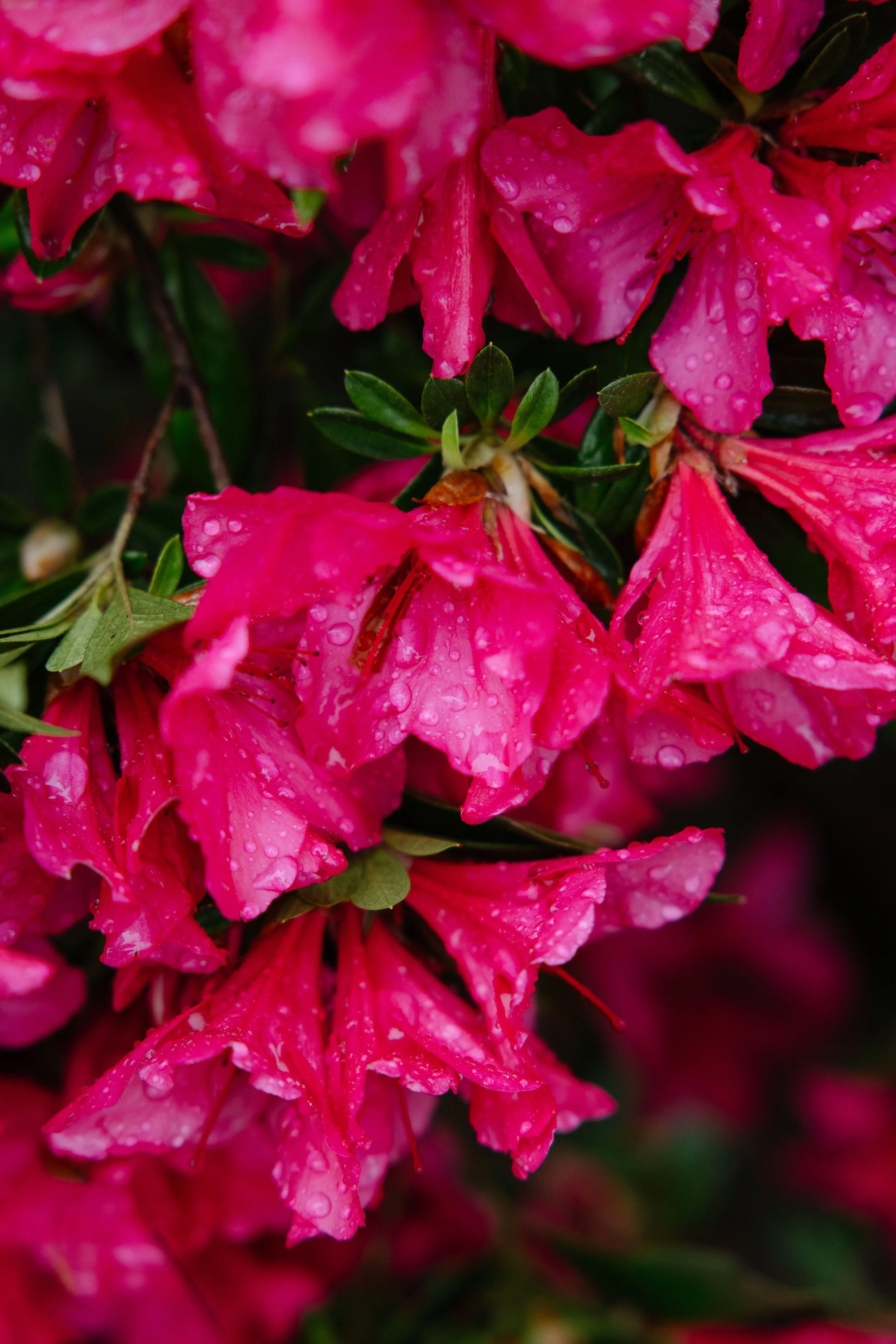 Ramillete de flores rosas con gotas de agua en las pétalas y hojas verdes.