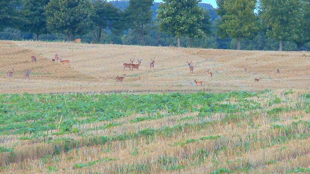 Bucks-and-does-in-large-field-in-Midwest.jpg