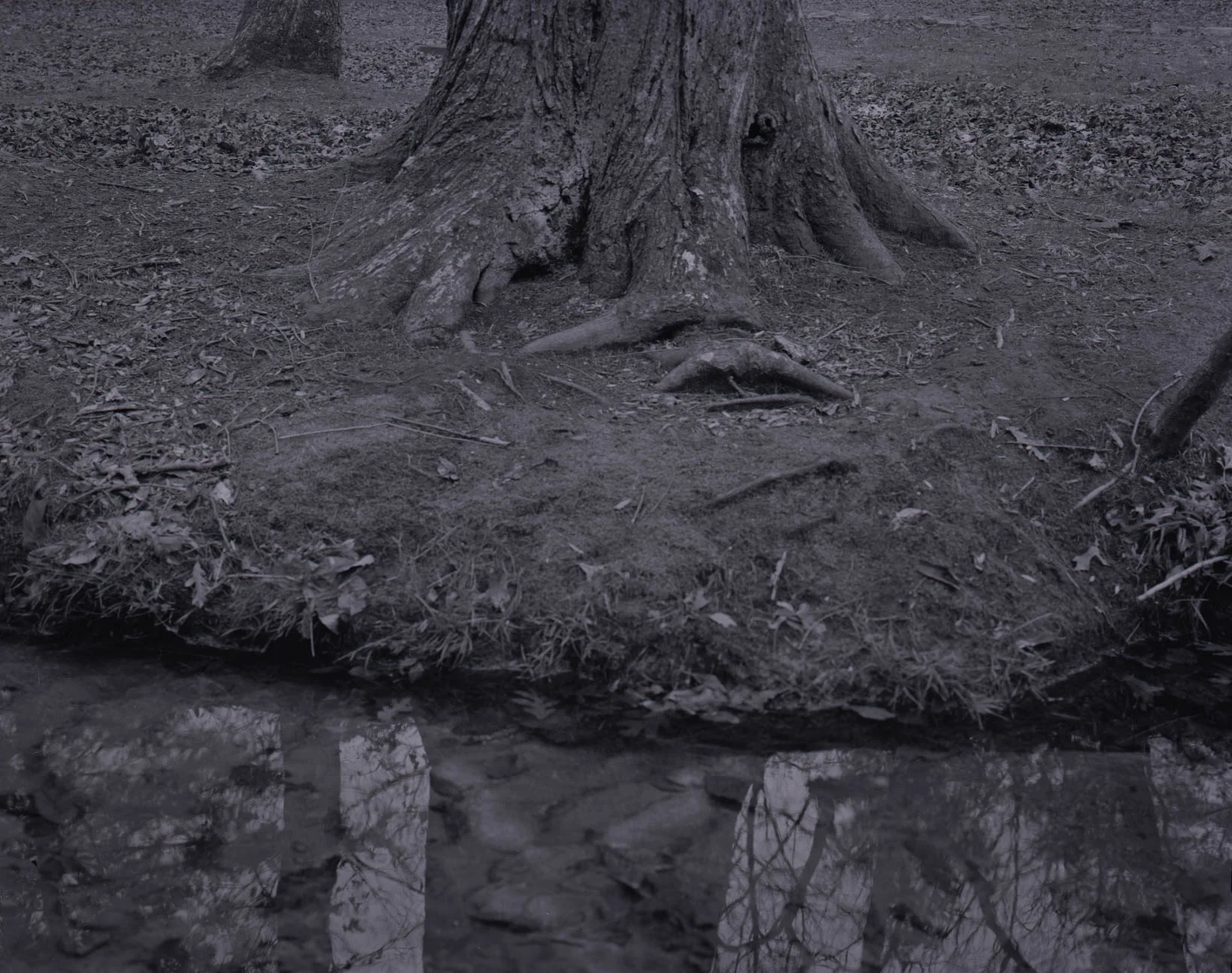 Reflection in Abbo's Alley, Sewanee, TN, February 2017