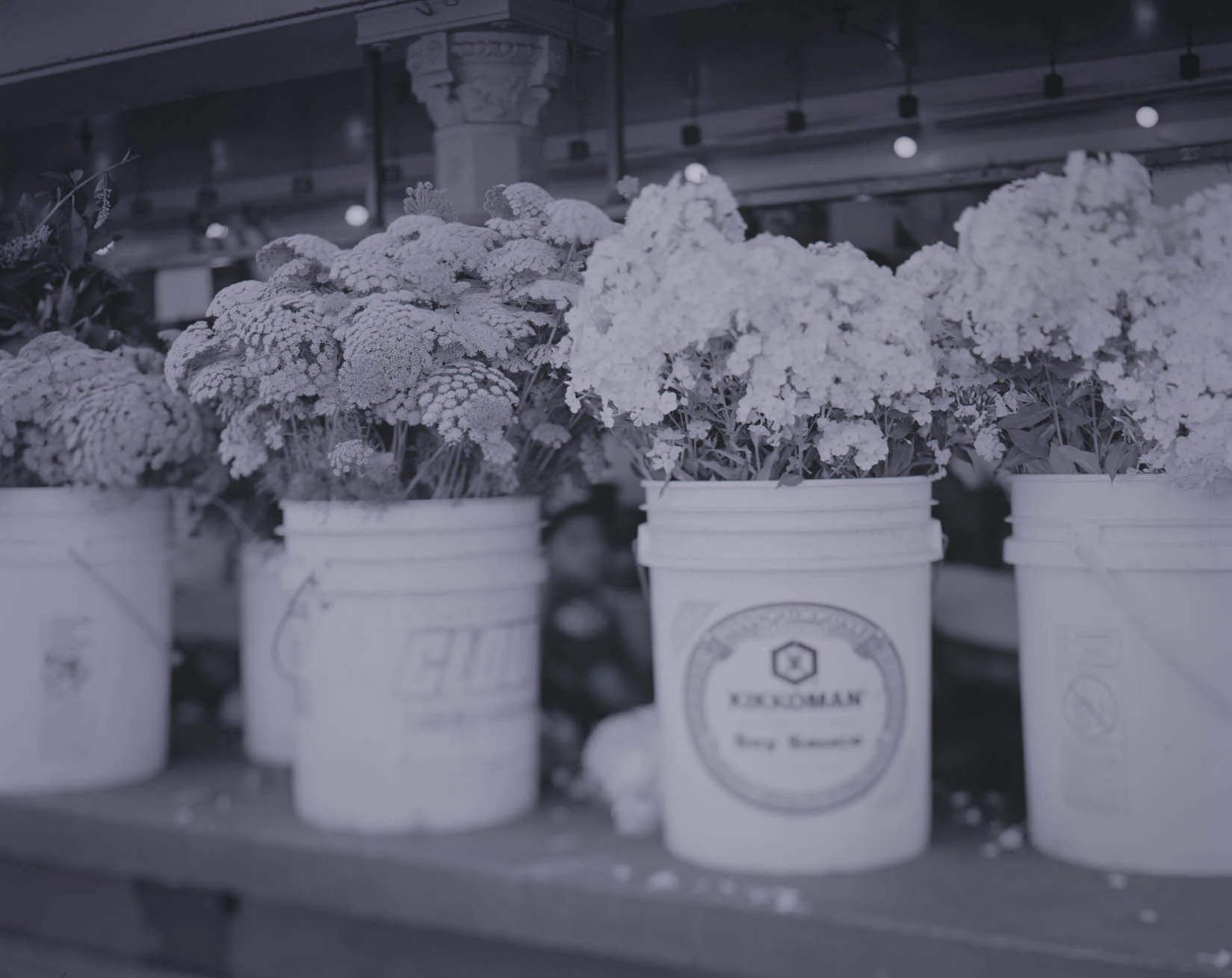 Flowers Waiting, Pike's Place Market, Seattle, WA, August 2017