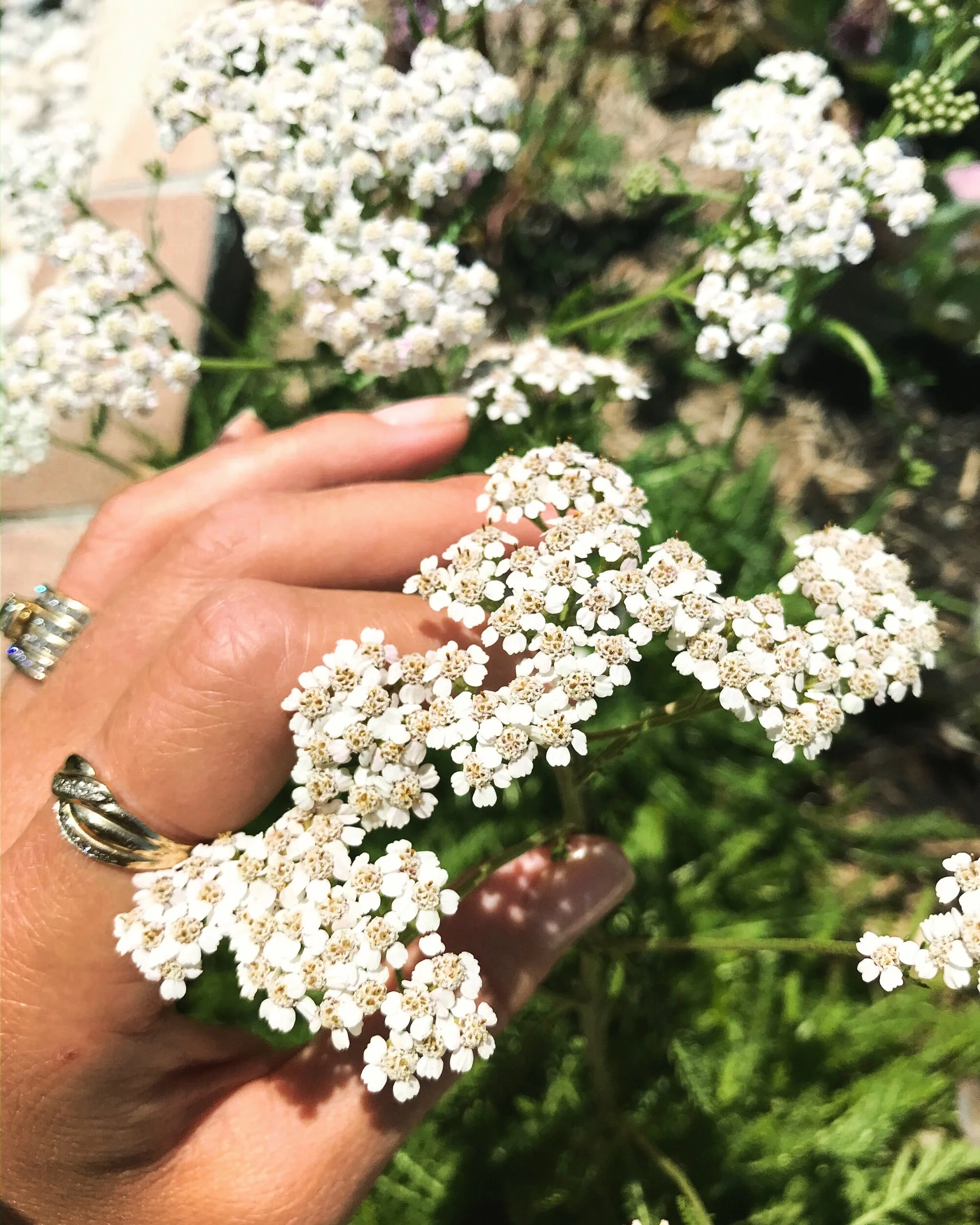 Slow skincare botanicals - Part 1: 7 time-honoured plants your skin will love