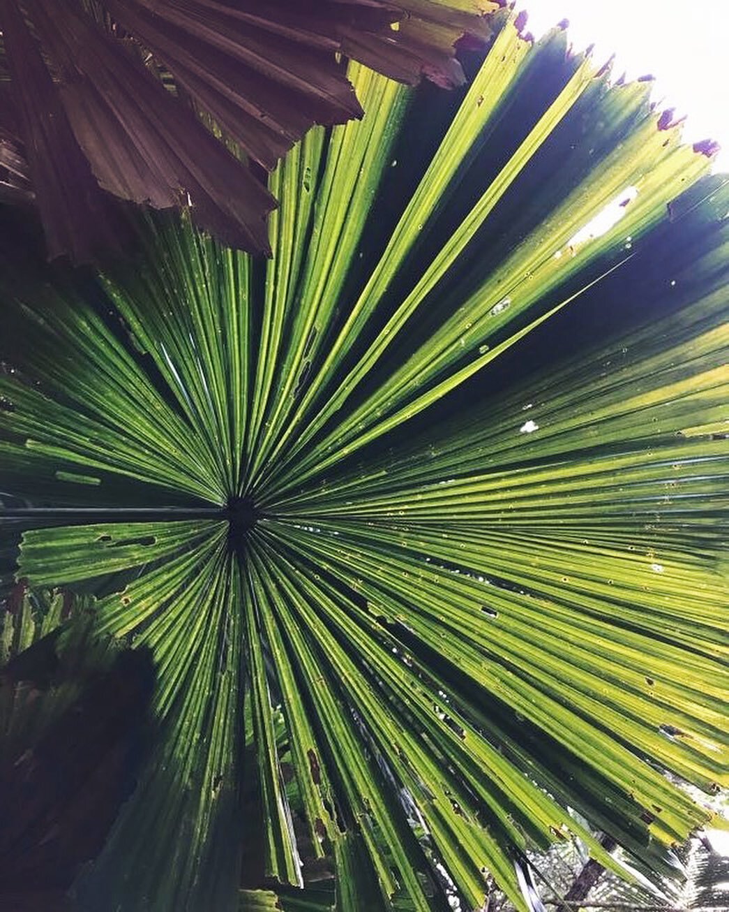 Those special places that seem to stick with you ... how they smelt, sounded &amp; felt ... where you really feel connected to this beautiful world and yourself, reminding you of what&rsquo;s important &amp; what&rsquo;s not ✨ 

The Daintree ... the 