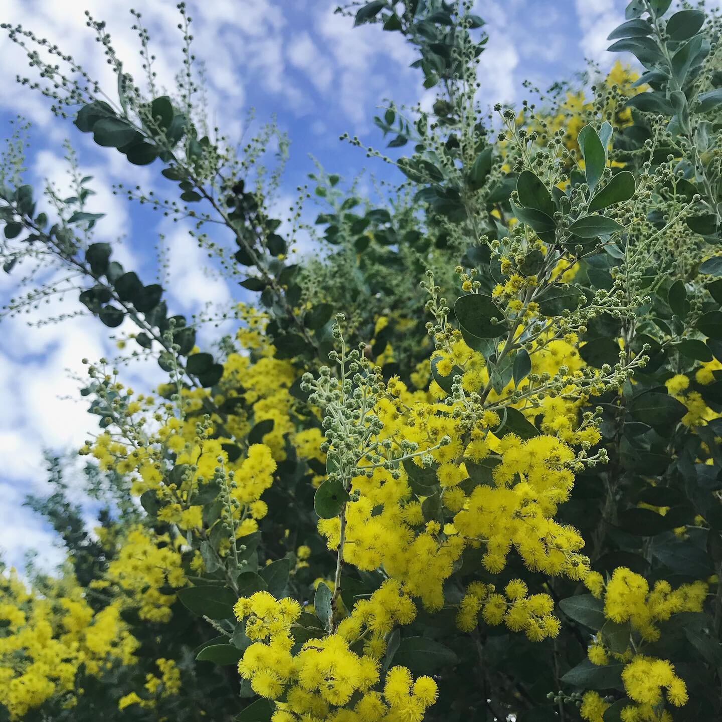 GIVING NATURE A HELPING HAND ~

As a thank you to the beautiful Wattle in our area &amp; the blooms they provide (some of which we consciously hand harvest for our herbal maceration for Anchor, our Bioactive Body &amp; Cleansing Oil), last year I col