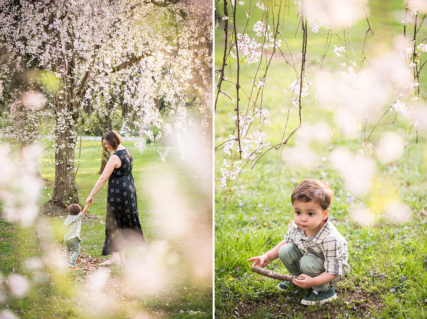  Toddler boy playing in some pink cherry tree blossoms at a park in Lancaster, PA with his mother. 