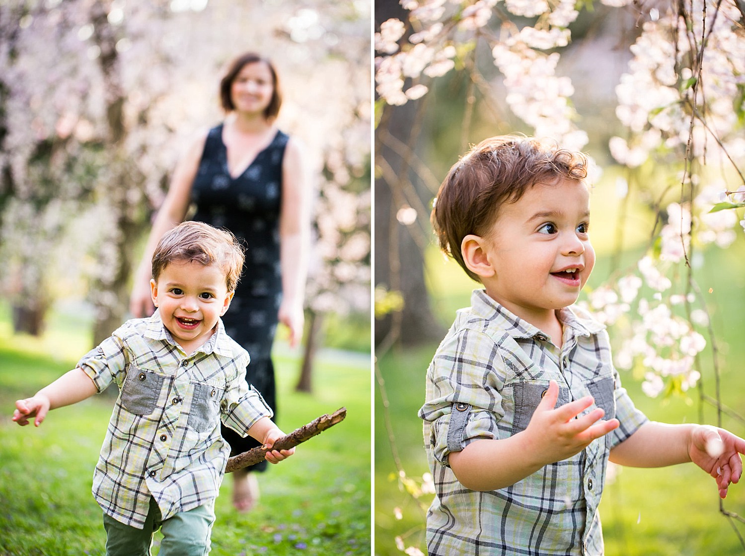  Toddler boy playing in some cherry tree blossoms at a park with his mother. 