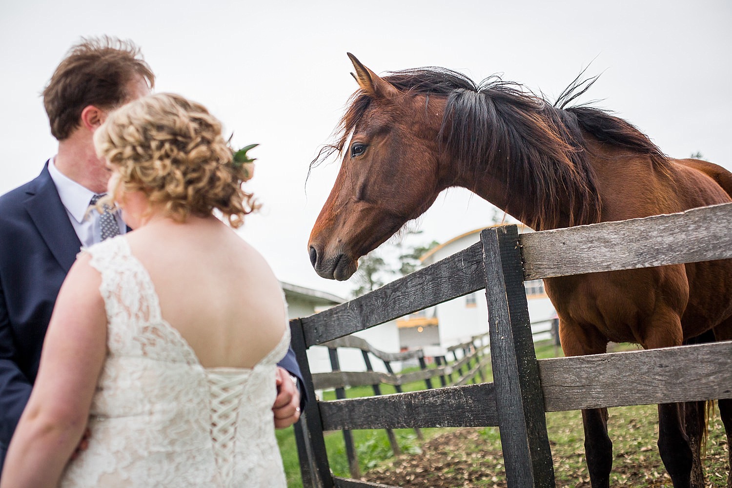 Lauxmont_Farms_wedding_horses