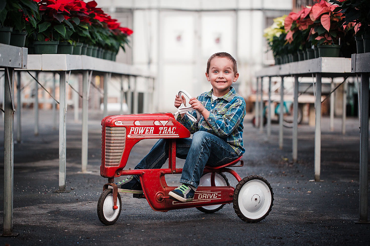  Photo of a little boy riding on a red toy tractor in a greenhouse at Christmas time. 