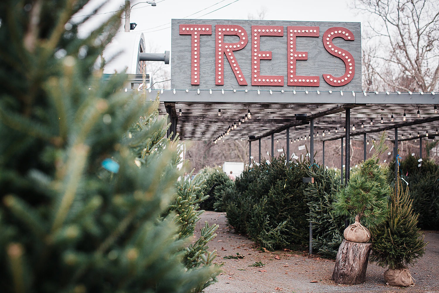 freys_greenhouse_christmas_mini_session_photography_10.jpg