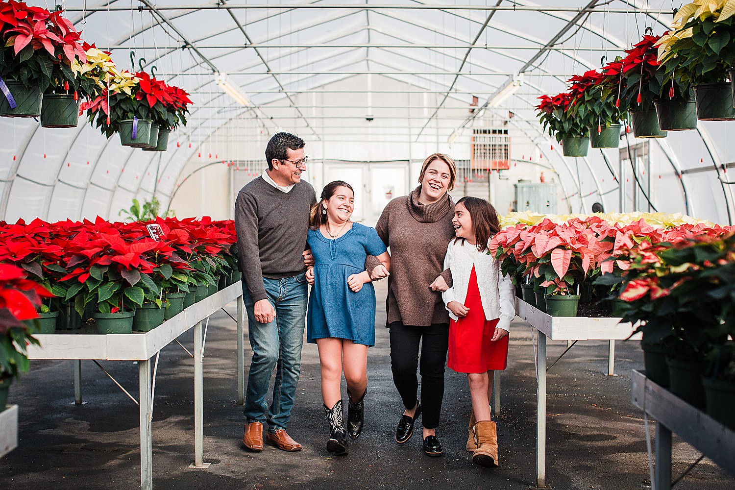  Photo of a family of four walking through a greenhouse full of poinsettias at Christmas time. 