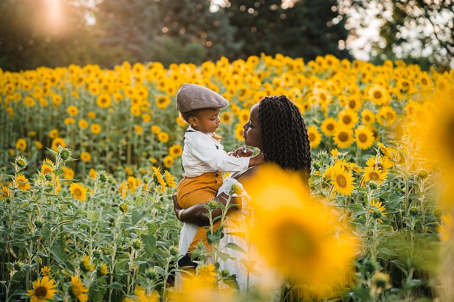 york photography sunflower field