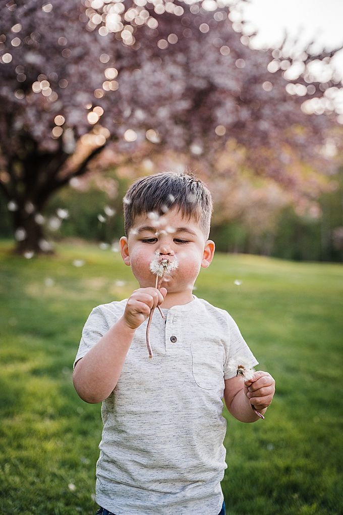 dandelion photo little boy spring time