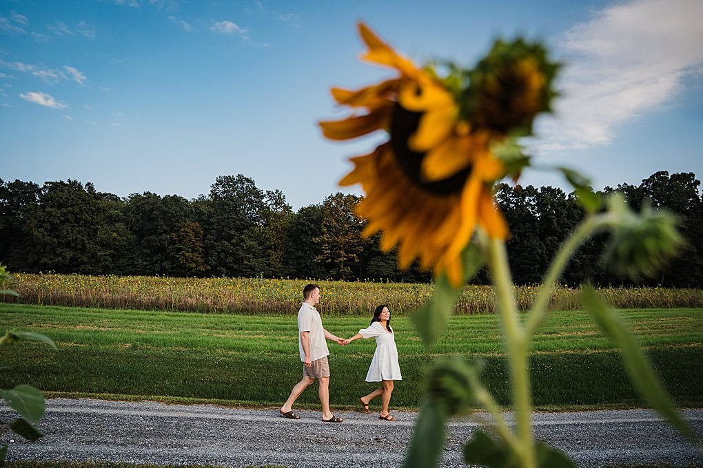  A pregnant woman in a white dress walks in a field of sunflowers with her husband at sunset. 