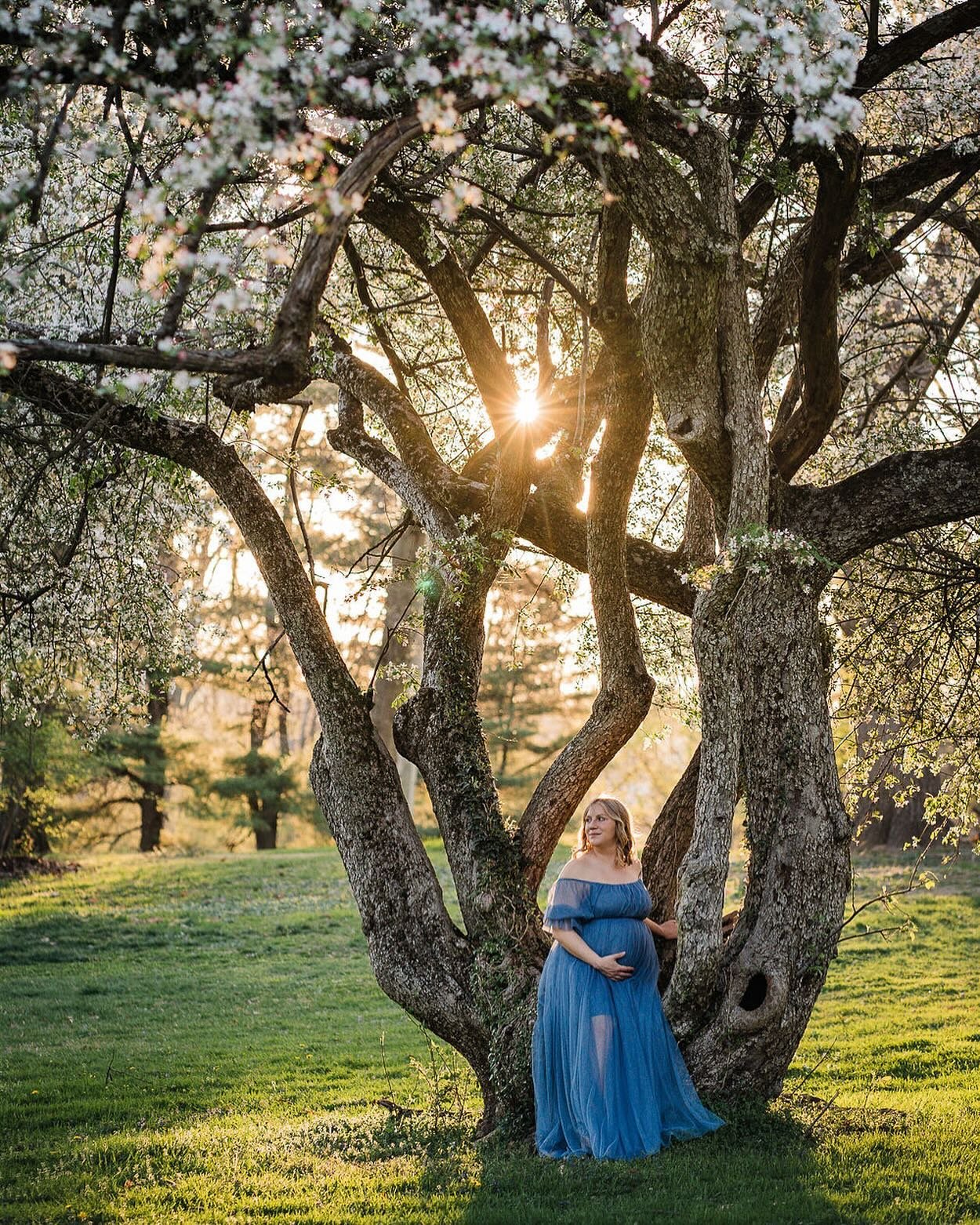 Back at this magical tree. I hope they never cut down this old crabapple. It&rsquo;s got several hollowed out empty trunks, but somehow still manages to bloom. I love the way it appears to hold this mama to be.

#crabappletree #magicalmaternity #magi